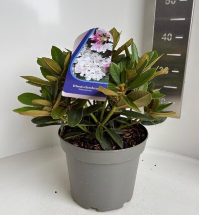 Rhododendron yakushimanum 'Schneekrone' - Rododendron