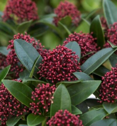 Skimmia japonica 'Red Dwarf' - Bloem Skimmia