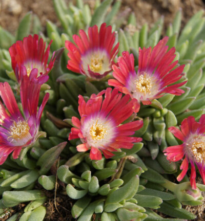 Delosperma dyeri ´Red Mountain´ - IJsbloem
