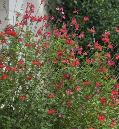 Salvia greggi 'Royal Bumble' - Salie