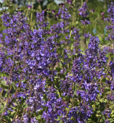 Nepeta 'Kit Cat' - Kattenkruid