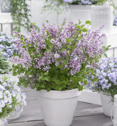 Syringa meyeri Flowerfesta® Purple - Dwergsering