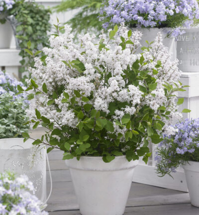 Syringa meyeri Flowerfesta® White - Dwergsering