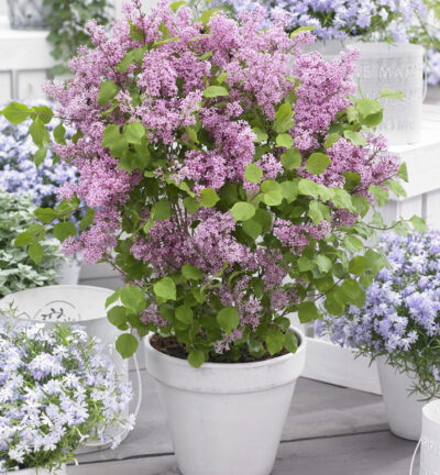 Syringa meyeri Flowerfesta® Pink - Dwergsering