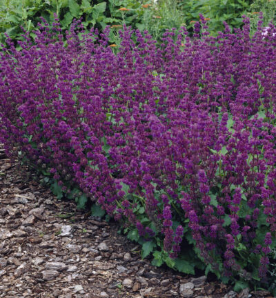 Salvia verticillata 'Purple Rain' - Salie