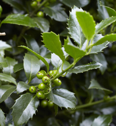Ilex meserveae Heckenfee - Hulst