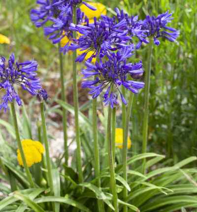 Agapanthus ‘Navy Blue’ -  Afrikaanse Lelie