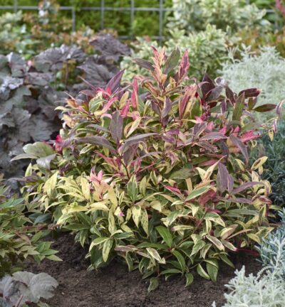 Leucothoe 'Color Diamond' - Druifheide