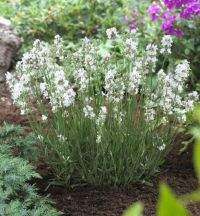 Lavandula angustifolia 'Early White'  -  Lavendel