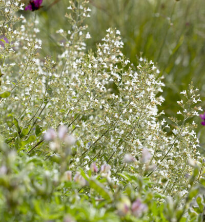 Calamintha nepeta 'White Cloud' - Bergsteentijm
