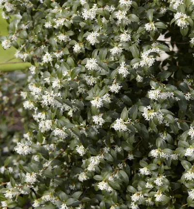 Osmanthus burkwoodii - Schijnhulst