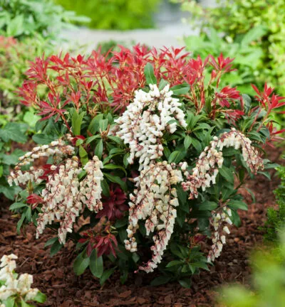 Pieris japonica 'Mountain Fire' - Rotsheide