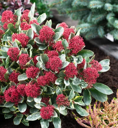 Skimmia japonica 'Perosa' - Bloem Skimmia