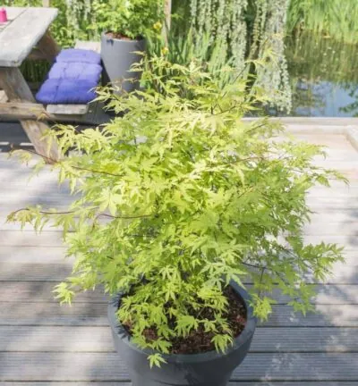 Acer palmatum 'Anne Irene' - Japanse Esdoorn