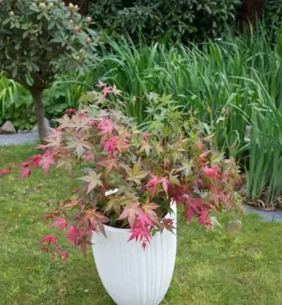 Acer palmatum 'Beni-Maiko' - Japanse Esdoorn