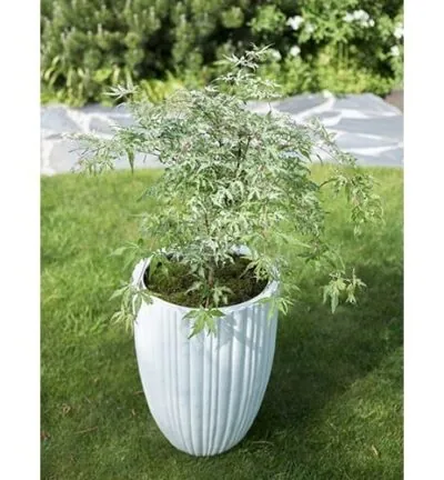 Acer palmatum 'Ukigumo' - Japanse Esdoorn