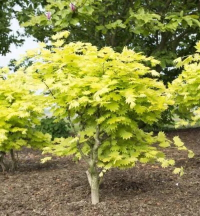 Acer shirasawanum 'Aureum' - Japanse Esdoorn