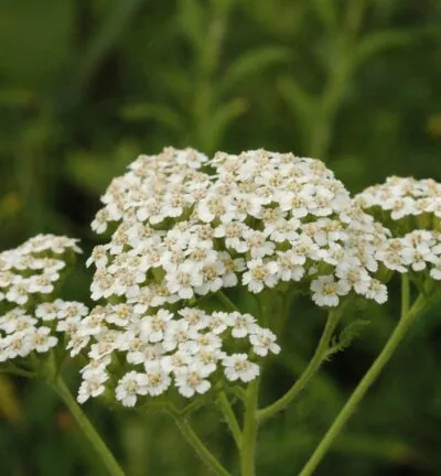 Achillea millefolium 'Schneetaler' -  Duizendblad
