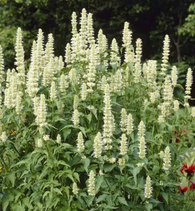 Agastache rugosa 'Alabaster' - Dropplant