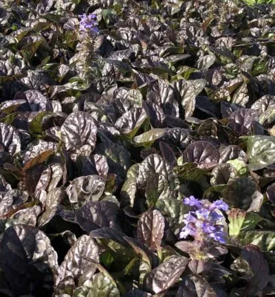 Ajuga reptans 'Atropurpurea' - Kruipend Zenegroen