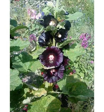 Alcea rosea 'Nigra' - Stokroos