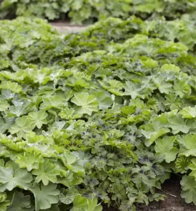Alchemilla Mollis ´Thriller´ - Vrouwenmantel