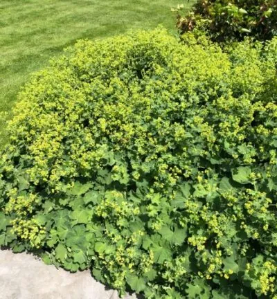 Alchemilla Mollis - Vrouwenmantel