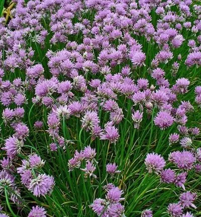 Allium schoenoprasum - Bieslook