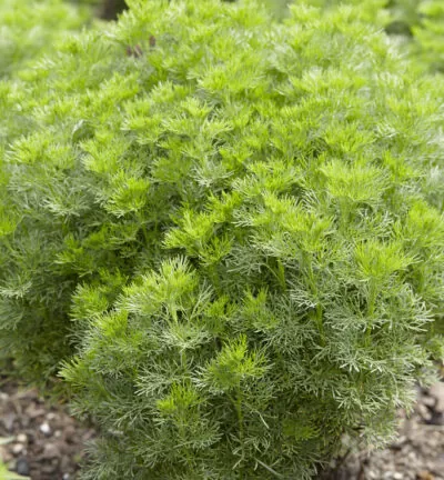 Artemisia Abrotanum - Citroenkruid