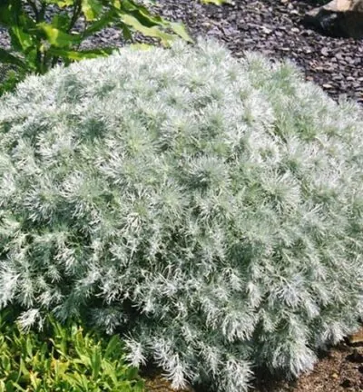 Artemisia schmidtiana Nana - Bijvoet