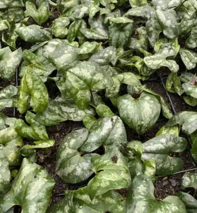 Asarum 'Splendens' - Mansoor