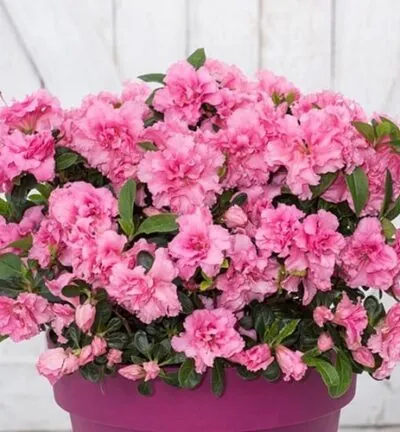 Azalea Bloomchampion Pink -  Japanse Azalea