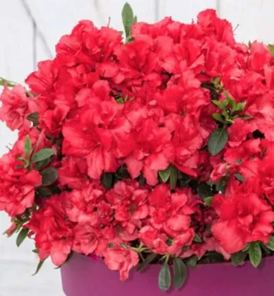Azalea Bloomchampion Red - Japanse Azalea
