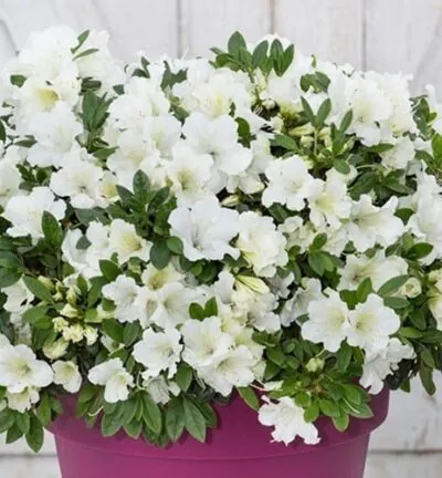 Azalea Bloomchampion White - Japanse Azalea