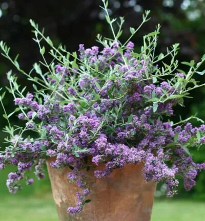 Buddleja Alternifolia 'Unique' - Vlinderstruik