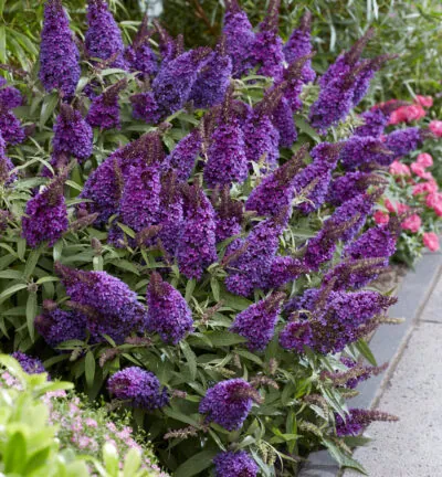 Buddleja davidii butterfly Candy ´Little Purple´ - Dwergvlinderstruik