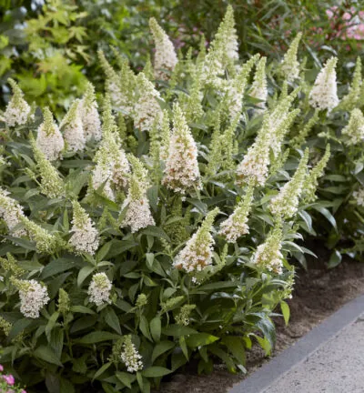 Buddleja davidii butterfly Candy ´Little White´ - Dwergvlinderstruik