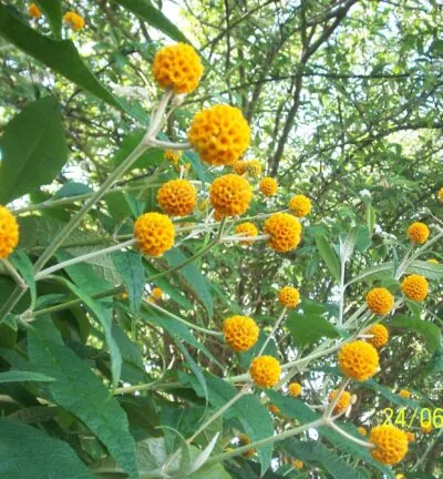 Buddleja globosa - Vlinderstruik