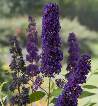 Buddleja davidii 'Black Knight' - Vlinderstruik