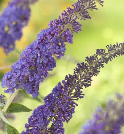 Buddleja davidii 'Empire Blue' - Vlinderstruik