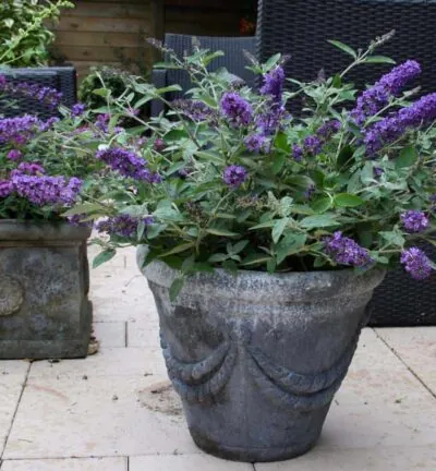 Buddleja davidii Free Petite 'Blue Heaven' - Dwergvlinderstruik