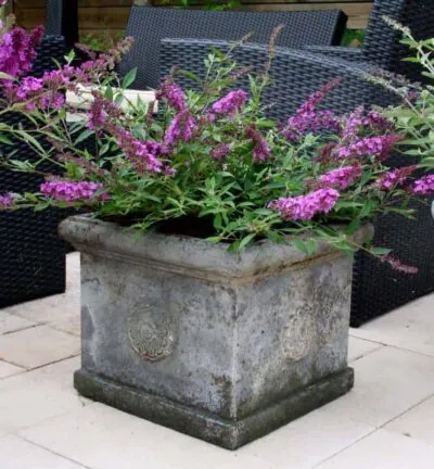 Buddleja davidii Free Petite 'Dark Pink' - Dwergvlinderstruik