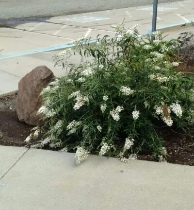 Buddleja davidii Free Petite 'Snow White' - Dwergvlinderstruik