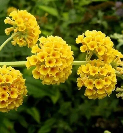 Buddleja weyeriana Sungold - Vlinderstruik