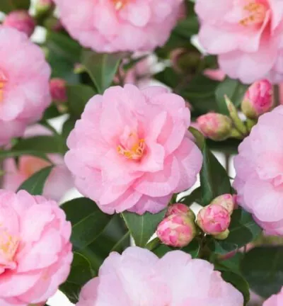 Camellia japonica 'Spring Festival' - Camelia