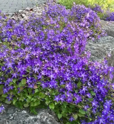 Campanula 'Poscharskyana' - Klokjesbloem