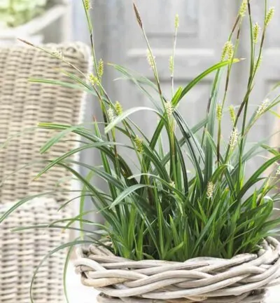 Carex foliosissima 'Irish Green' - Zegge