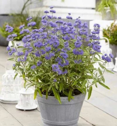 Caryopteris clandonensis 'Blue Empire' - Blauwe Spiraea
