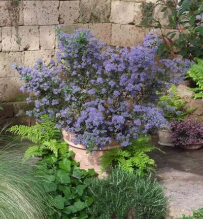 Ceanothus impressus 'Puget Blue' - Amerikaanse Sering