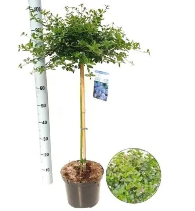 Ceanothus thyrsiflorus 'Repens' op stam 60cm - Amerikaanse Sering